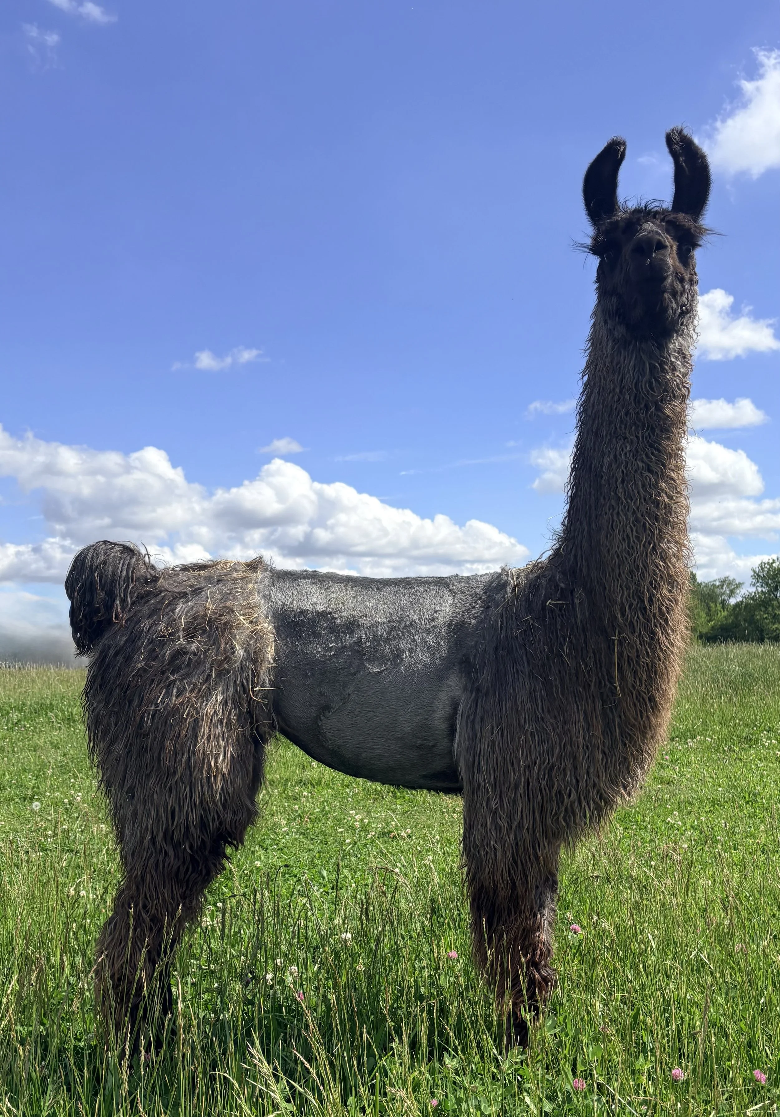 A llama standing in a grassy field under a blue sky with clouds.