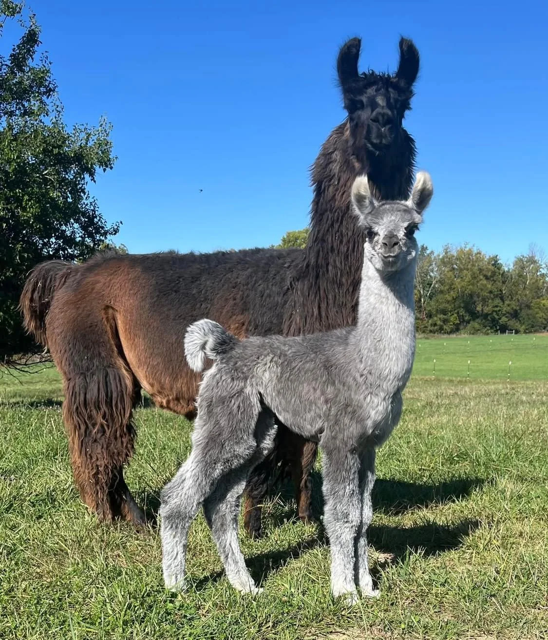 A llama and a young alpaca standing in a grassy field with trees in the background under a clear blue sky.