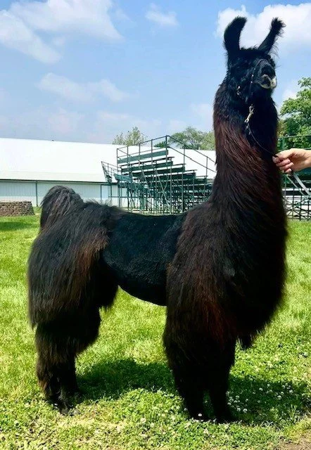 A llama with the body of a horse and the head of a llama standing on a grassy field.