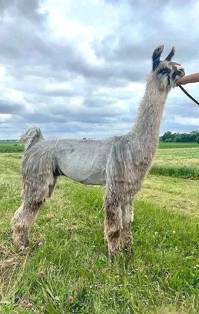 A young llama with gray and white fur standing on a grassy field under a clear blue sky, with trees in the background.