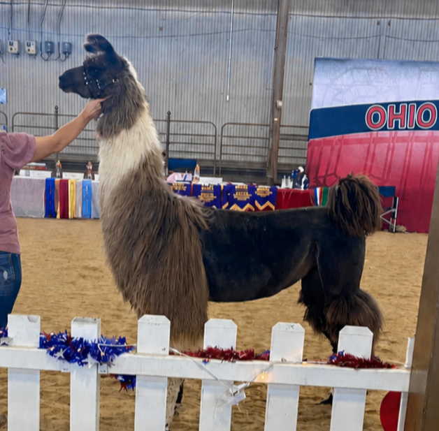A llama standing inside a fenced area at a pet or livestock show, with a person gently holding its head. There is a table with awards and a banner in the background that reads 'Ohio'.