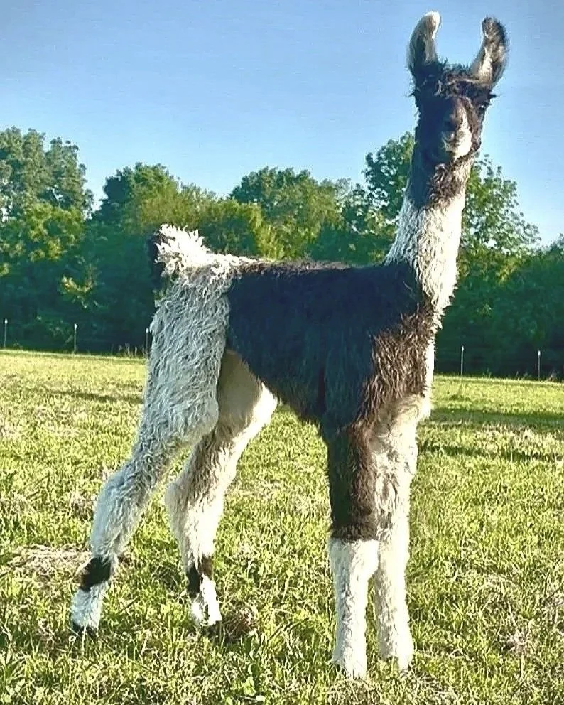 A llama standing on a grassy field with trees in the background and a clear blue sky.