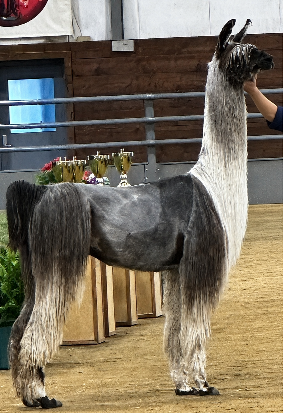 Hard Rock's Wild Side herdsire at Blue Line Llamas in Indiana