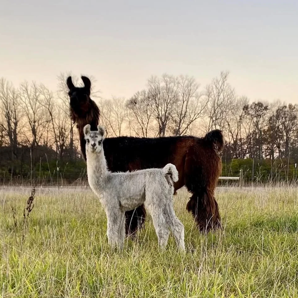 A llama, alpaca, and cow standing in a grassy field with trees in the background during sunset.