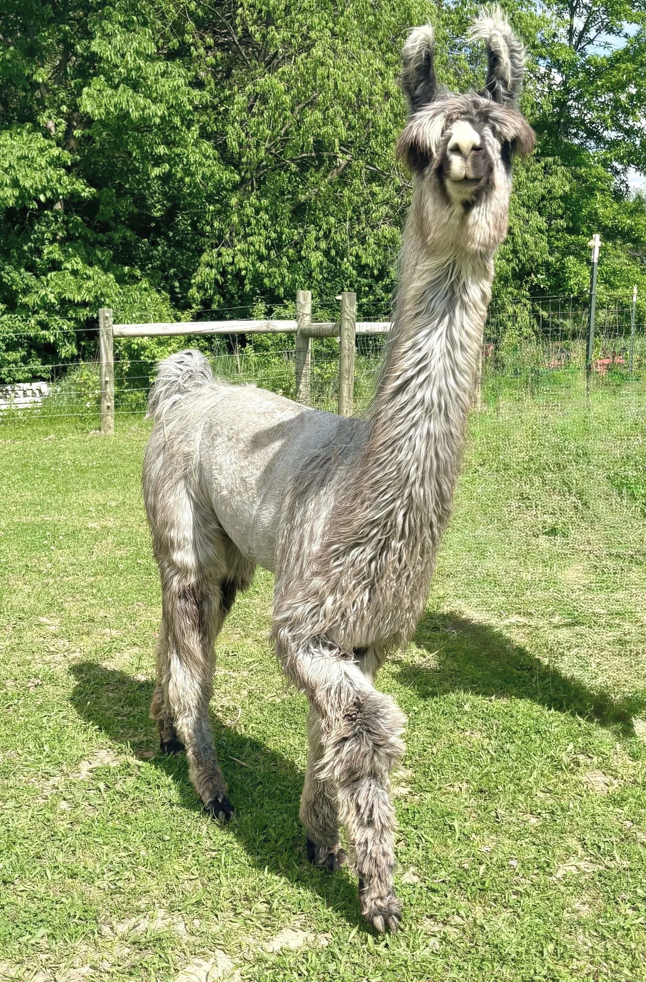 A tall llama standing on grass in a fenced outdoor area with green trees in the background.