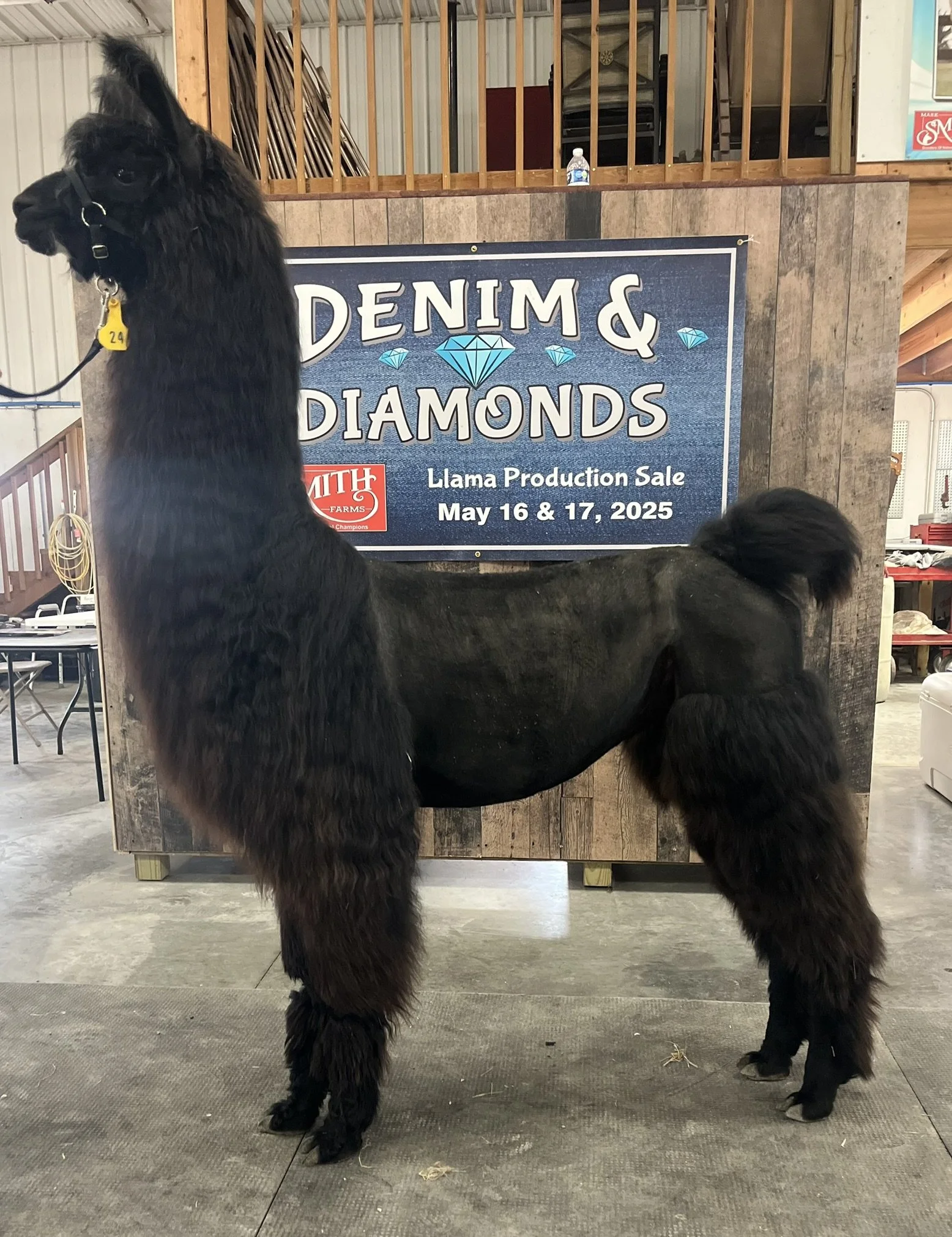 A black llama with a yellow ear tag standing inside at an indoor event. There is a large sign behind it that reads "Denim & Diamonds" and advertises a llama production sale on May 16 and 17, 2025. The setting appears to be a barn or warehouse with wooden and metal structures.