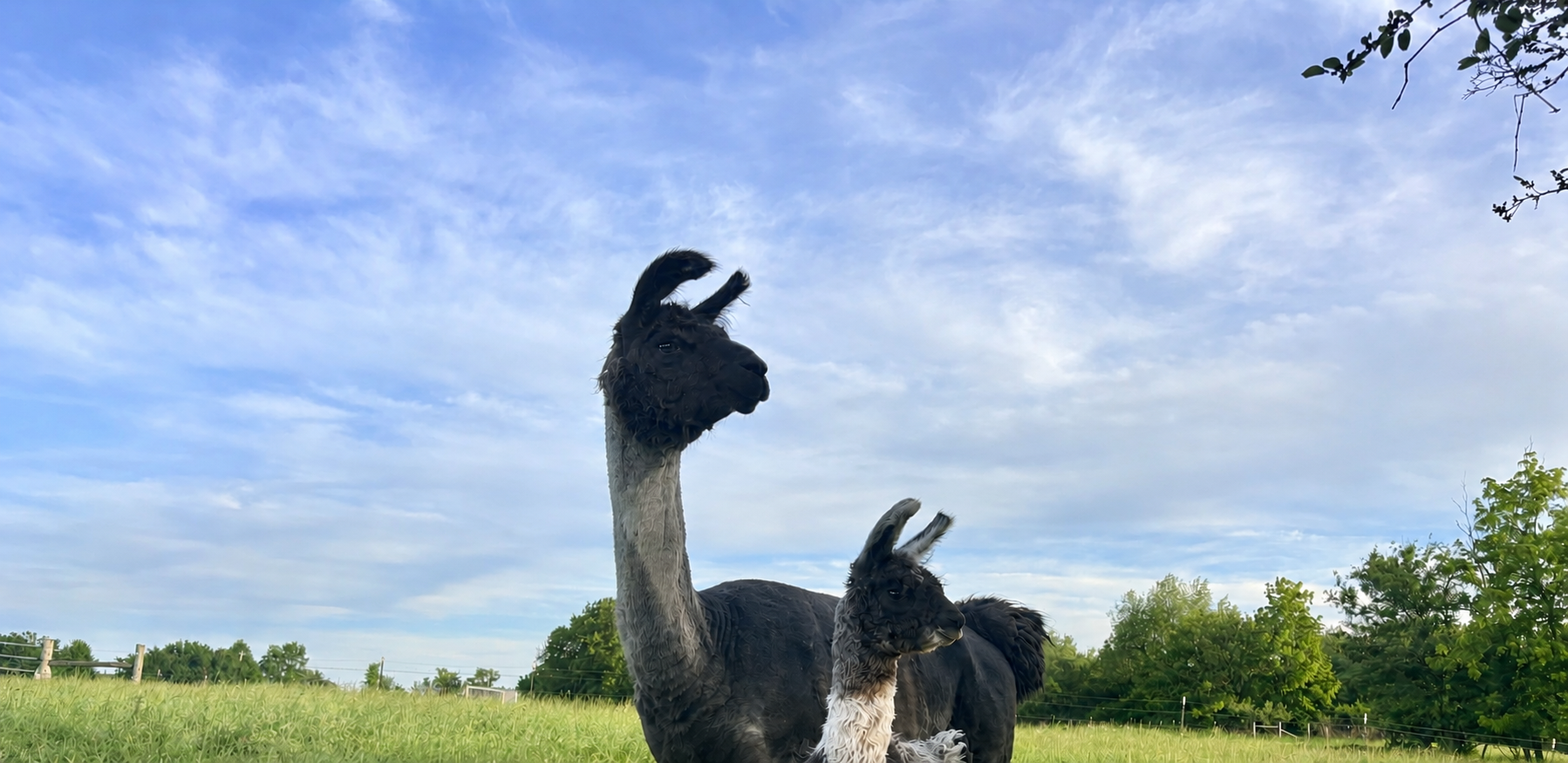Two llamas, one large and one smaller, standing in a grassy field with a blue sky and scattered clouds overhead.