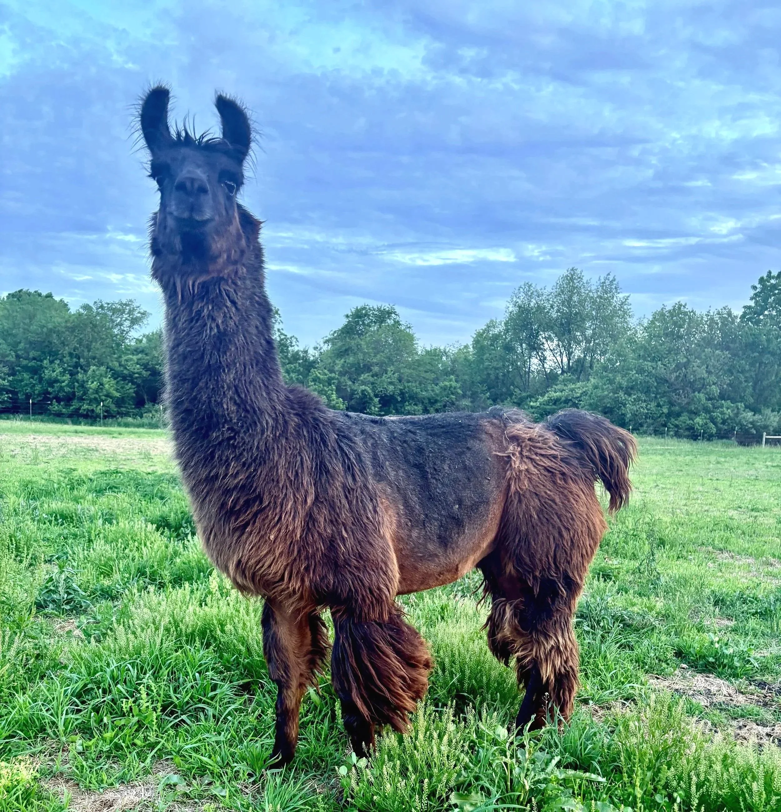 Arg. Gringo's Leticia bred female llama for sale in Indiana