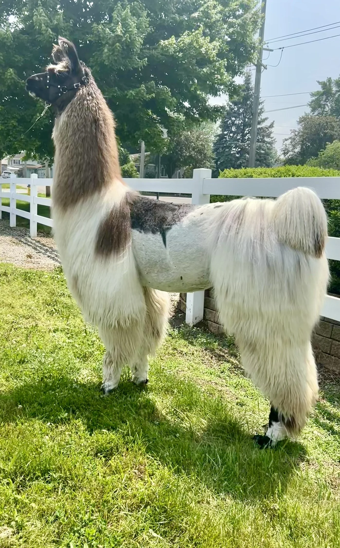 A white and brown pony standing on green grass beside a white fence with trees and power lines in the background.