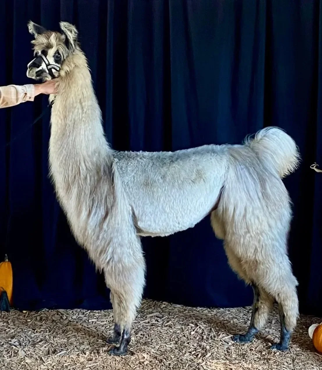 An alpaca with fluffy white fur standing on wood chip flooring against a dark curtain, with a hand holding its halter.