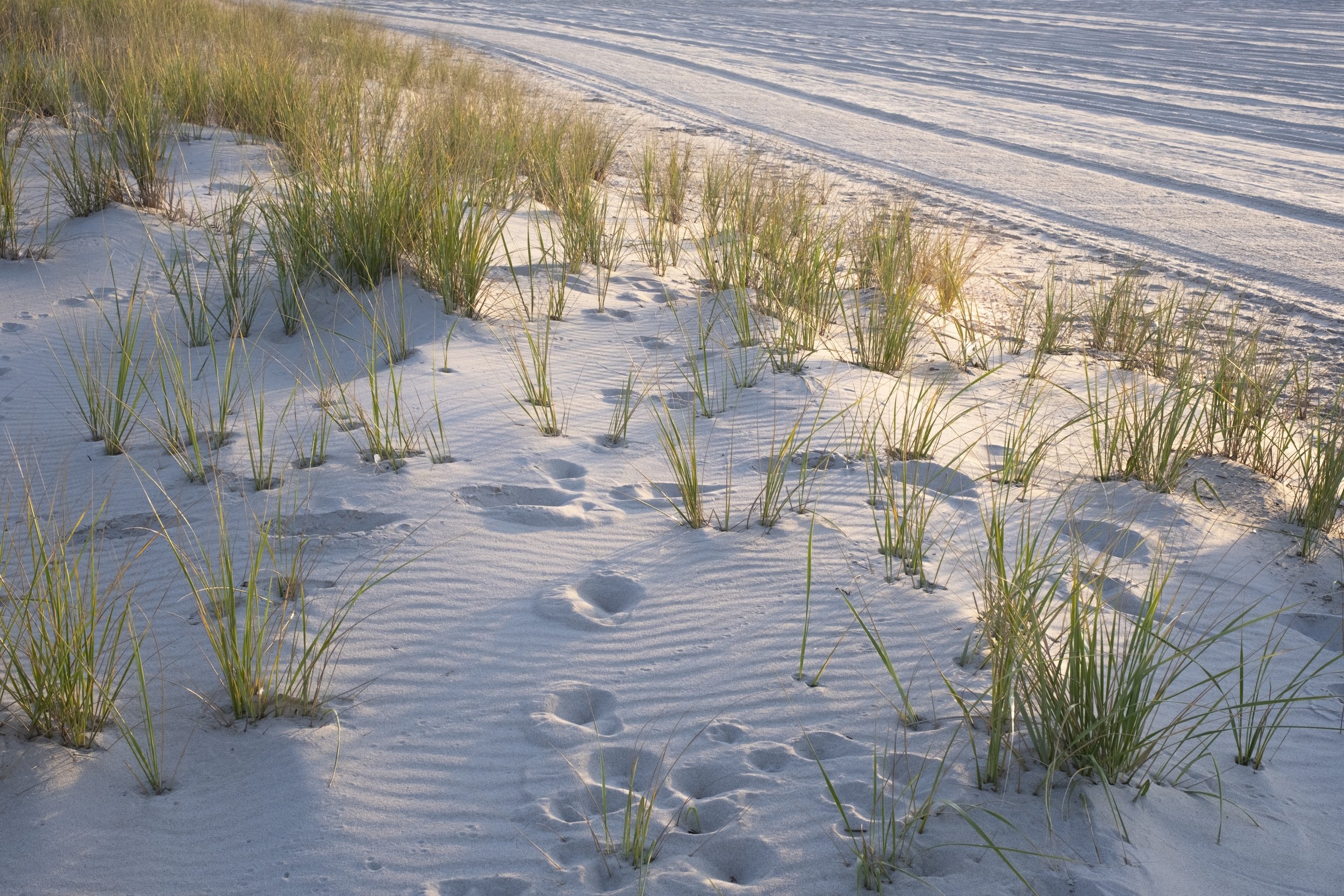 Longbeach Morning.jpg