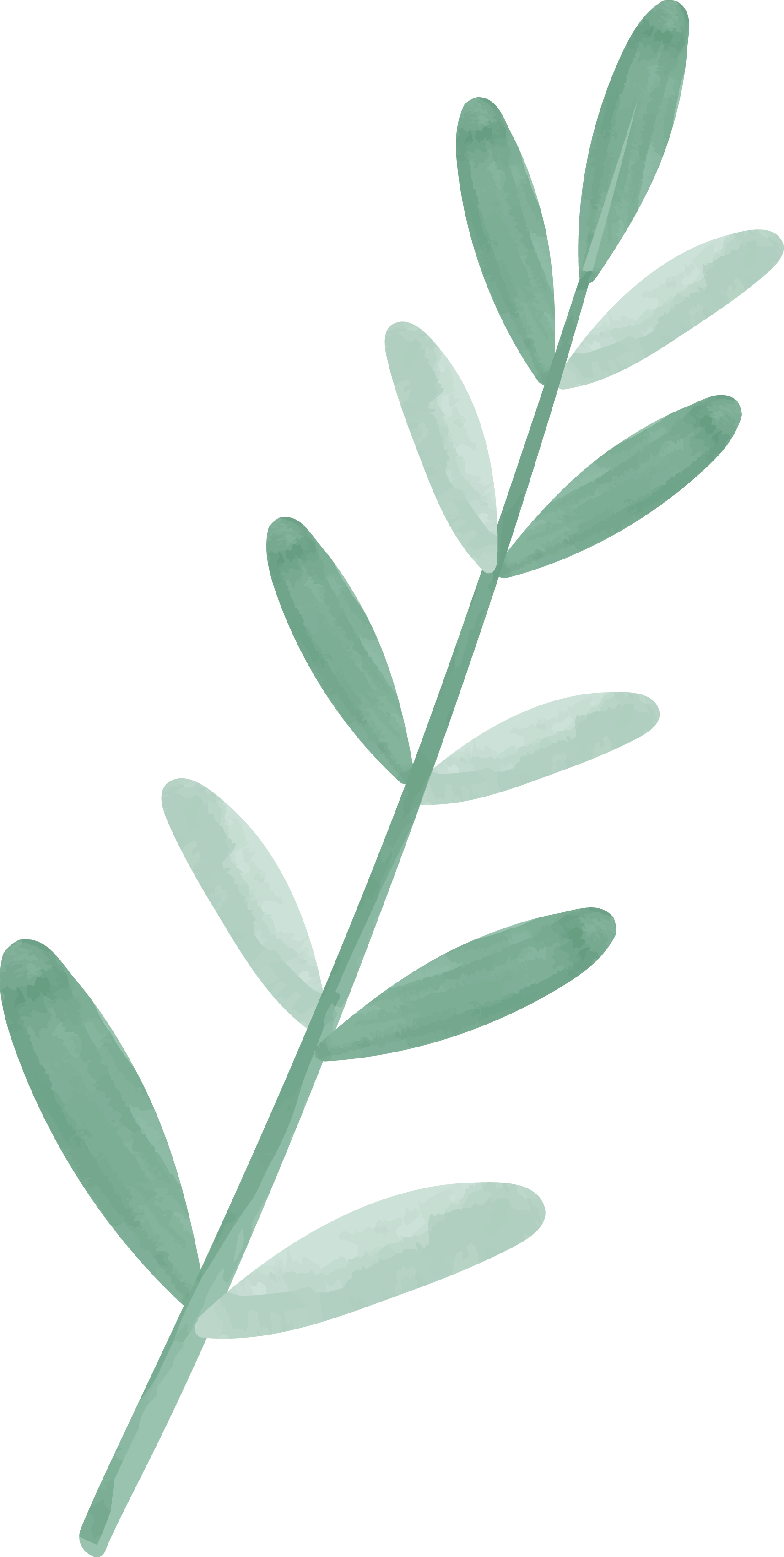 Une branche de feuillage vert clair avec plusieurs feuilles longues et elliptiques.