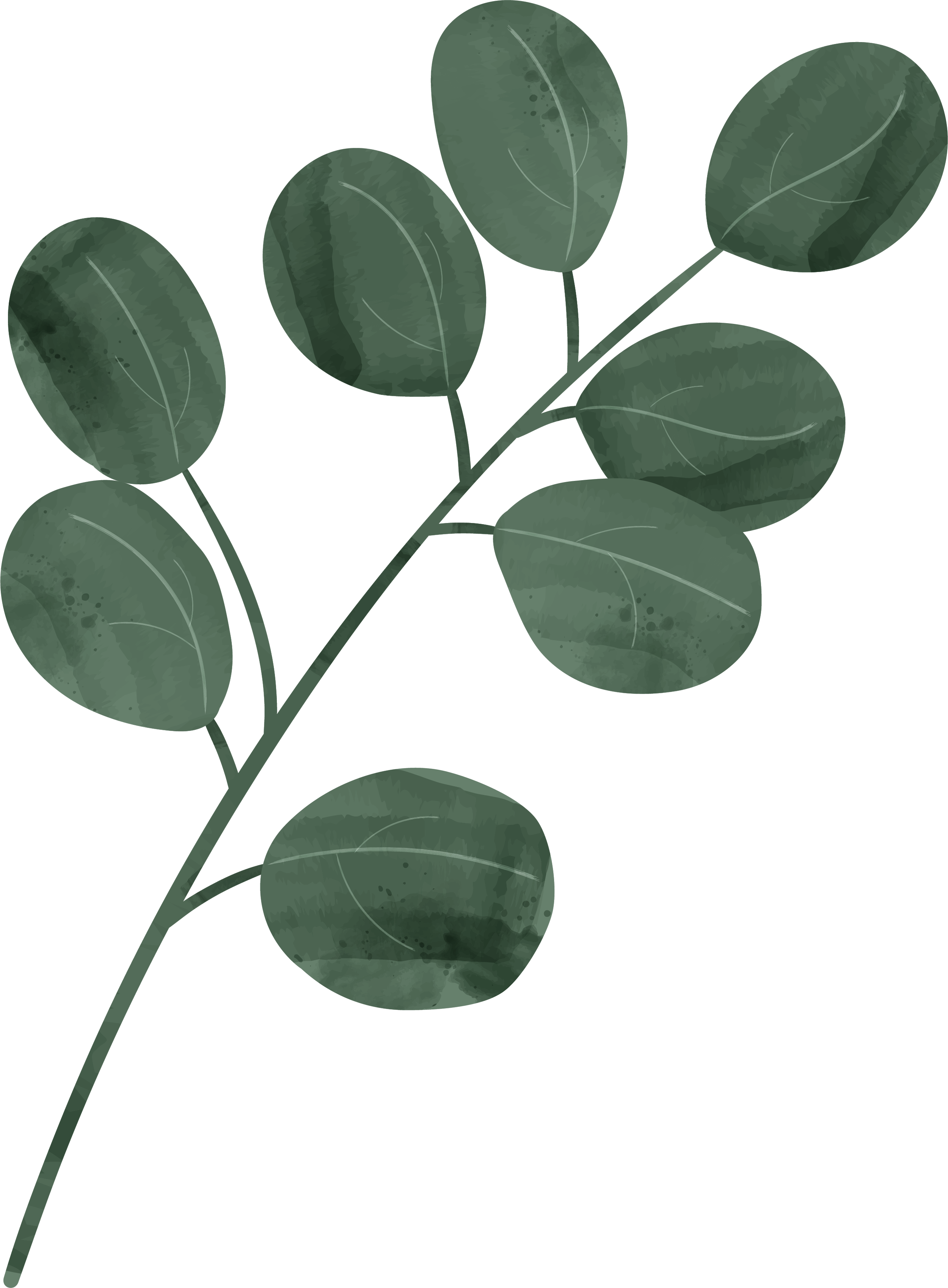 Une branche de feuille d'eucalyptus avec plusieurs feuilles ovales vert foncé