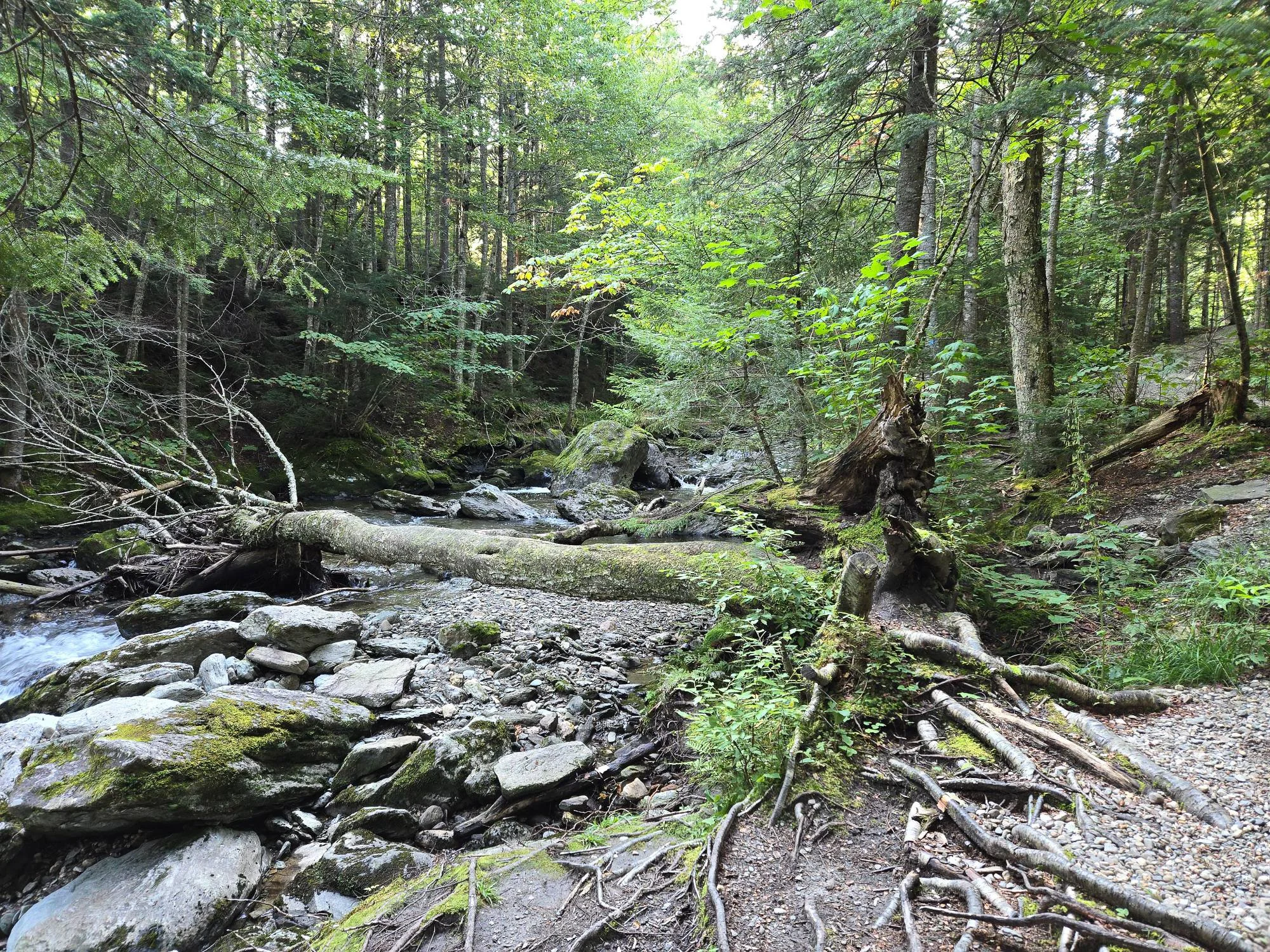Un fleuve ou ruisseau traversant une forêt dense avec des arbres verts et des rochers. Des branches tombées et une souche d'arbre morte sont visibles au bord de l'eau.