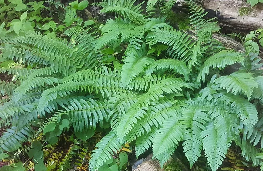 Christmas fern (Polystichum acrostichoides)