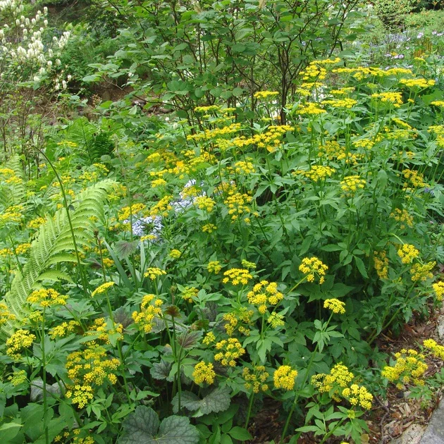 Golden Alexanders (Zizia aurea)