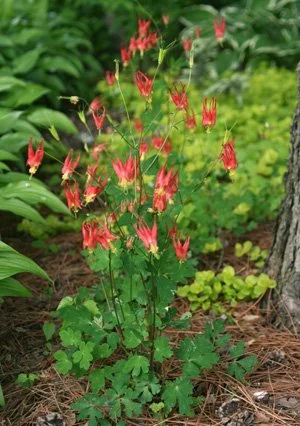 Eastern red columbine (Aquilegia canadensis)