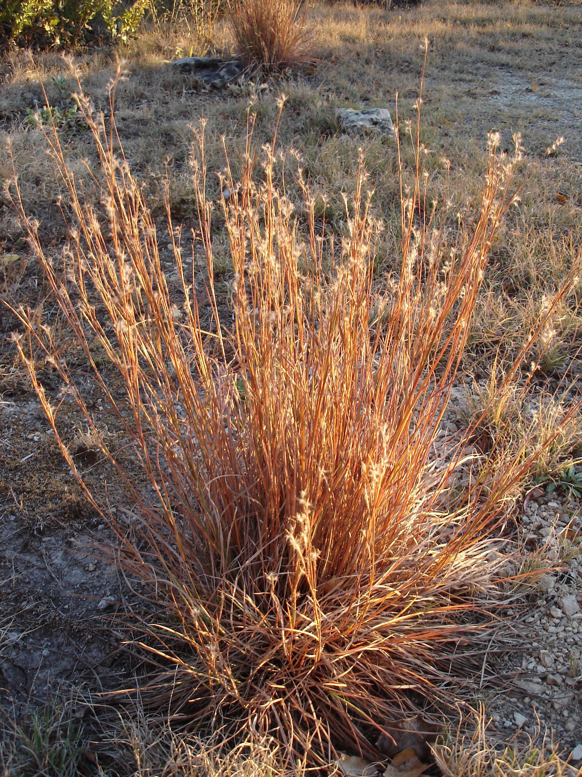 Little bluestem (Schizachyrium scoparium)