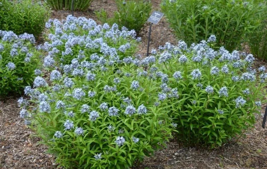 Bluestar (Amsonia tabernaemontana)