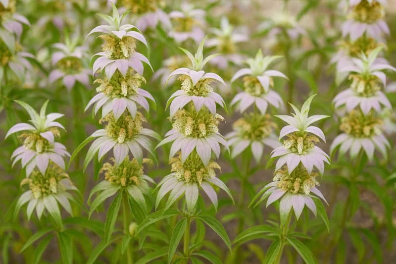 Spotted beebalm (Monarda punctata)