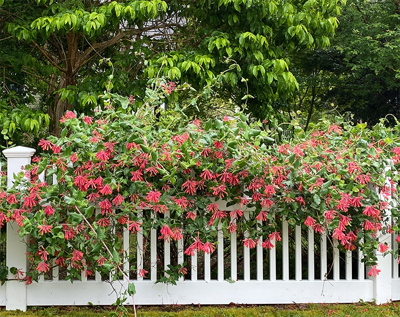 Coral honeysuckle (Lonicera sempervirens)