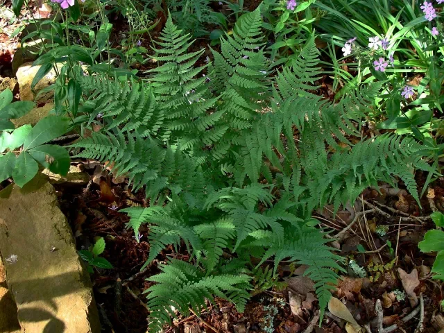 Marginal wood fern (Dryopteris marginalis)