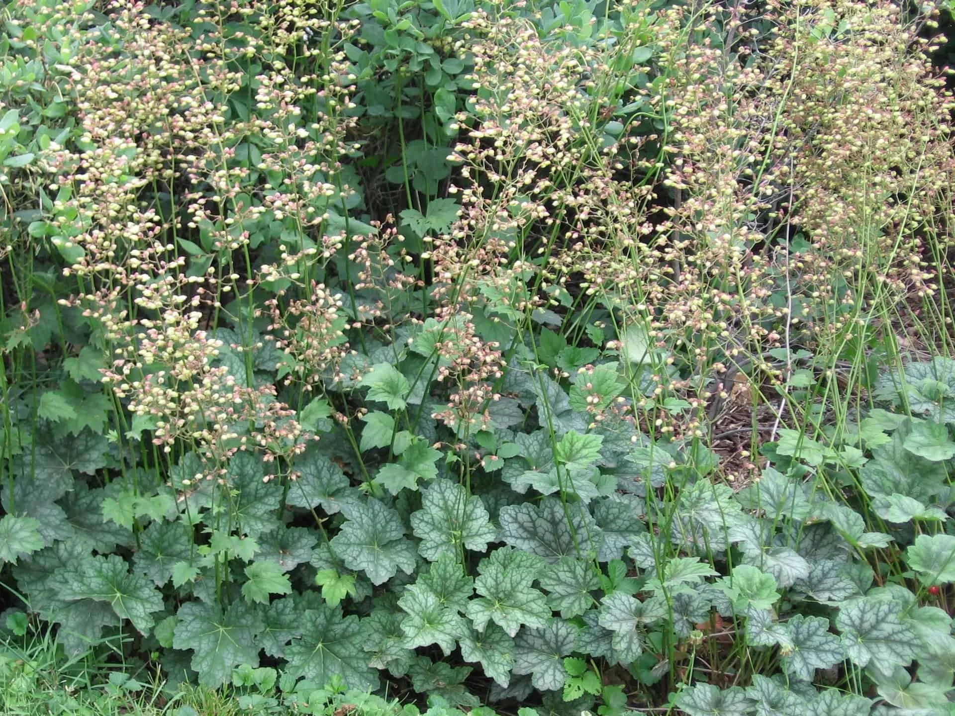 Coral bells (Heuchera americana)