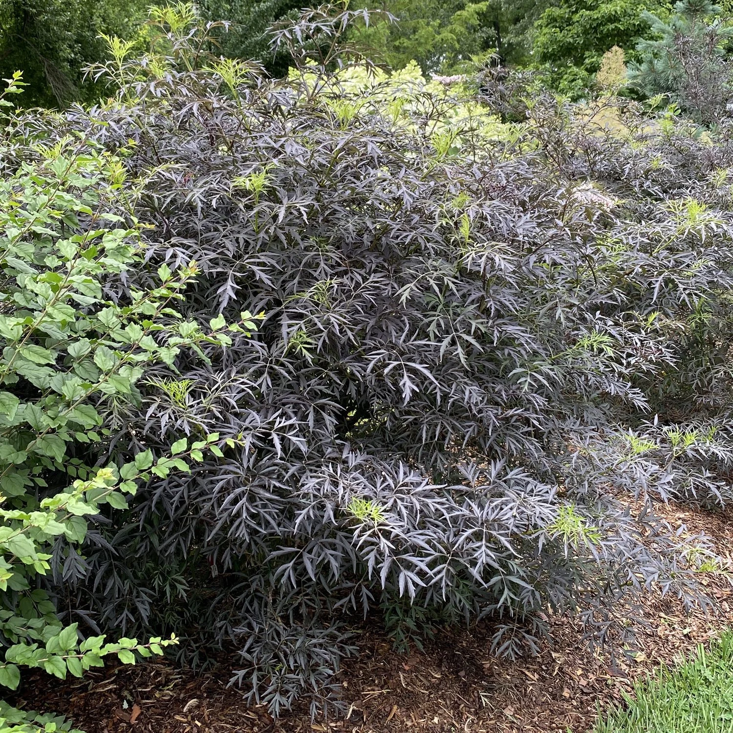 Elderberry (Sambucus nigra 'Black Lace')