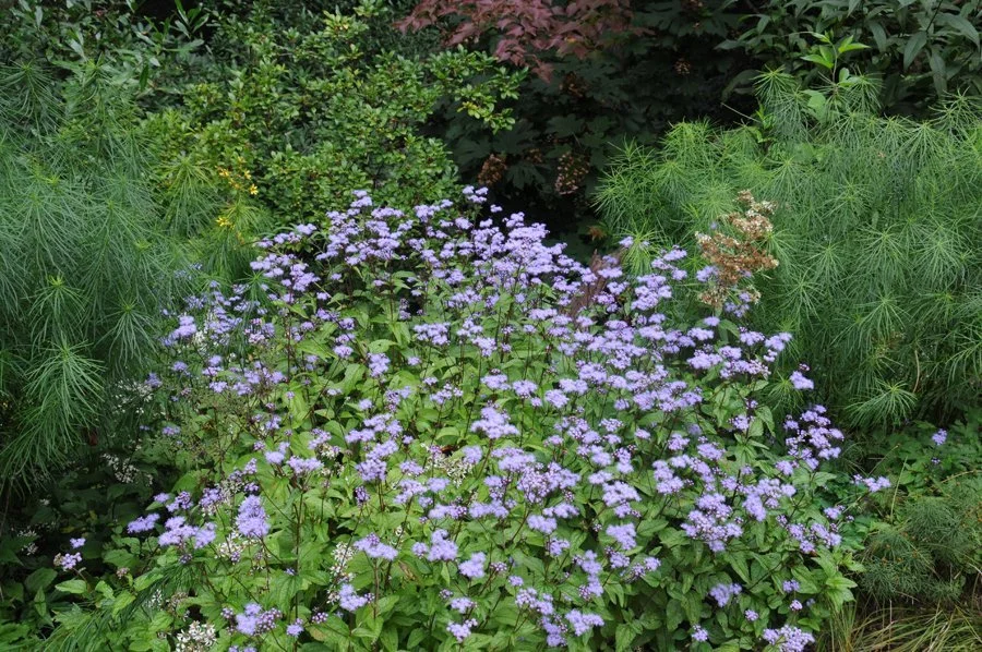 Blue mist flower (Conoclinum coelestinum)