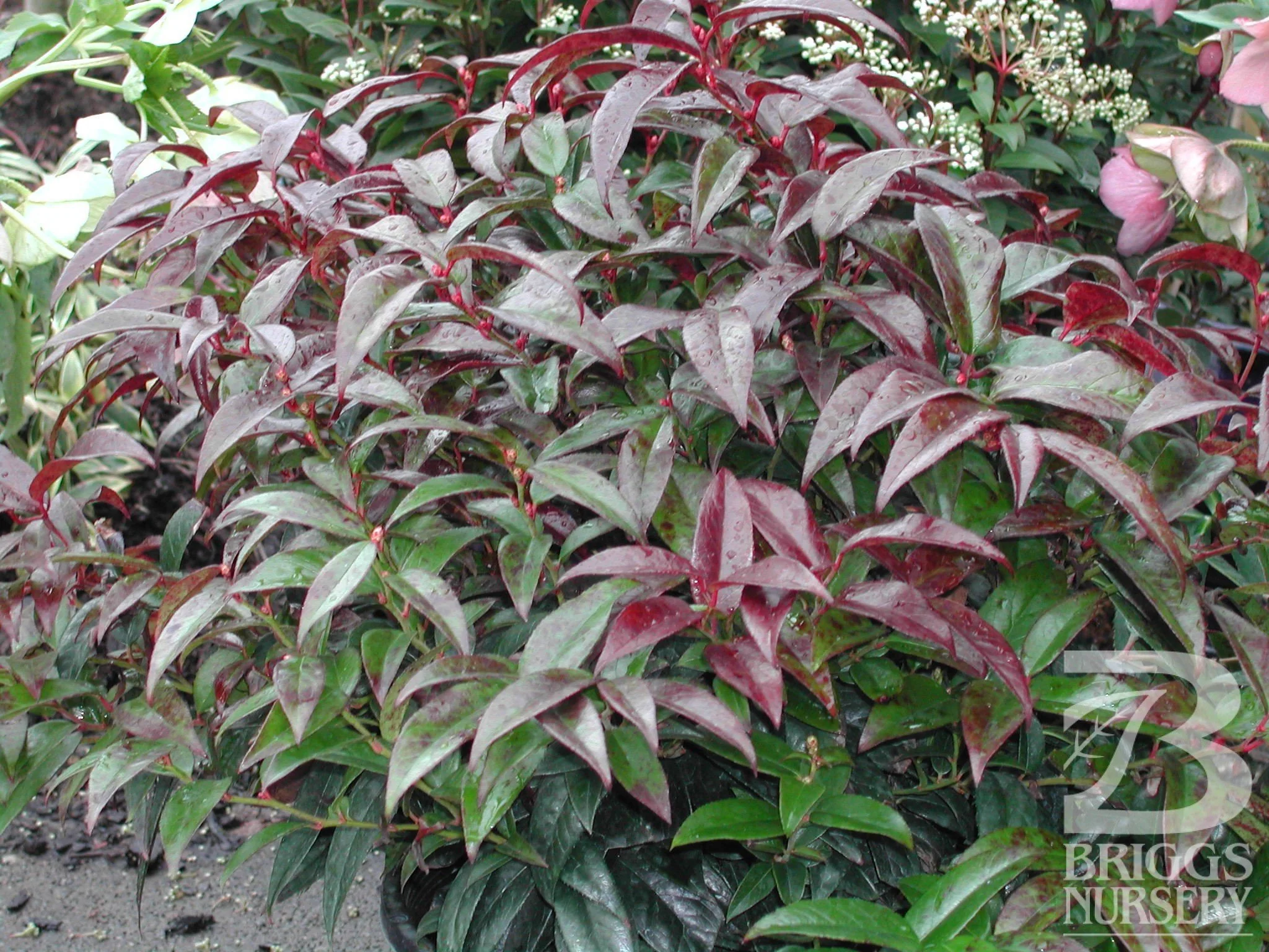 Coastal dog-hobble (Leucothoe axillaris)