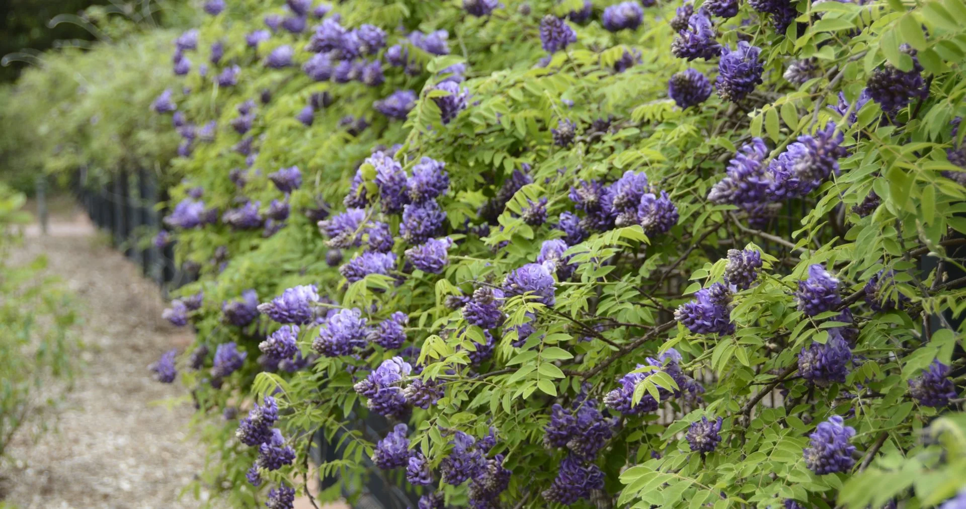 American wisteria (Wisteria frutescens)