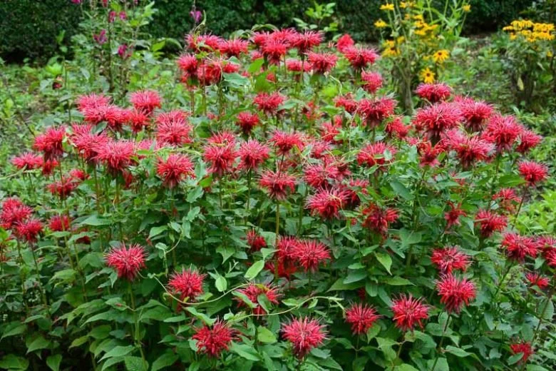 Beebalm (Monarda didyma)