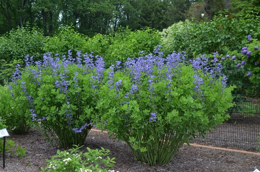 Blue false indigo (Baptisia australis)