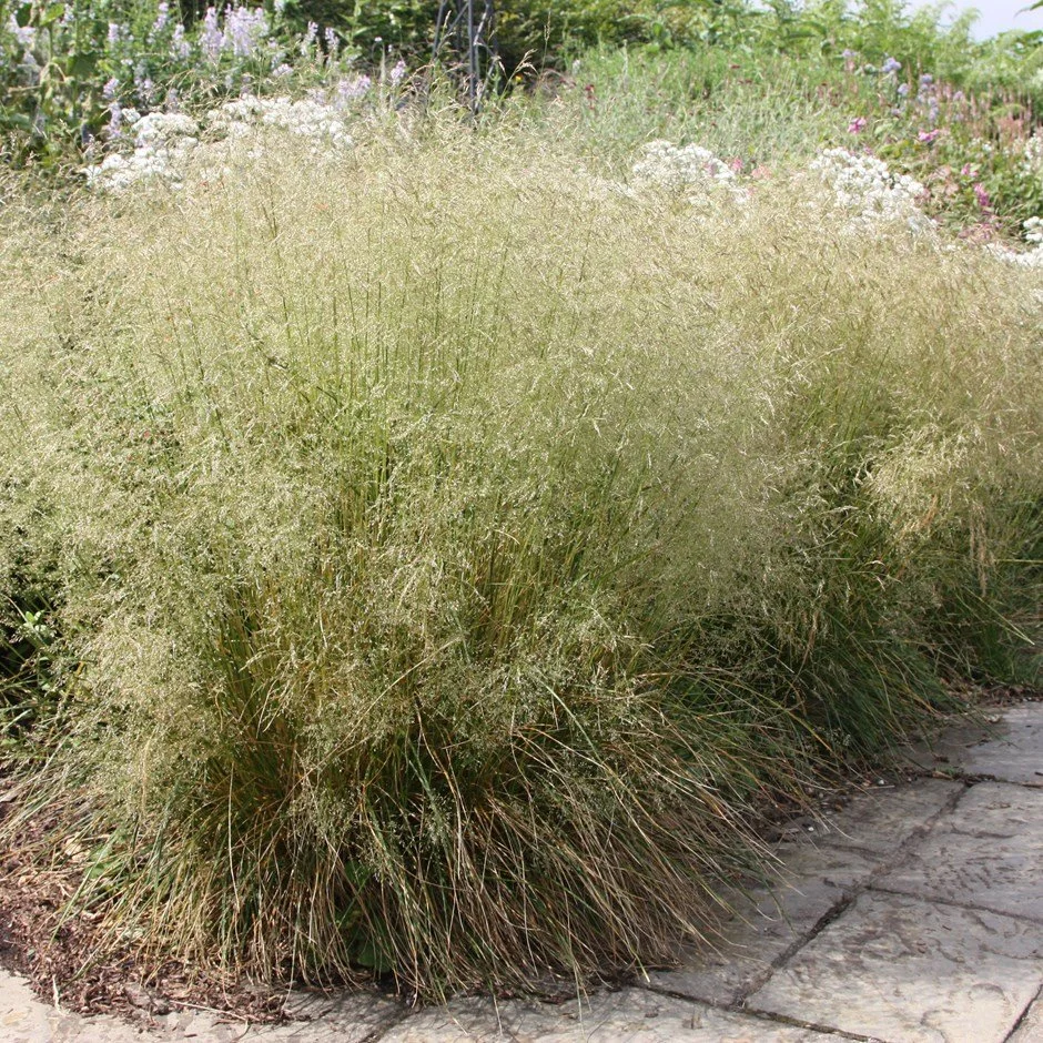 Tufted hairgrass (Deschampsia cespitosa)