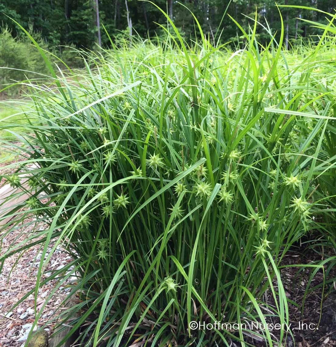 Gray's sedge (Carex grayi)