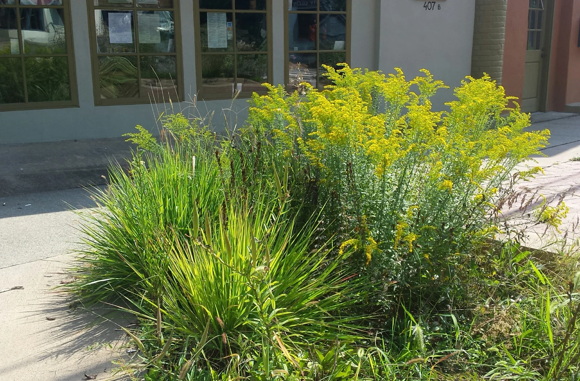 Goldenrod (Solidago spp.)