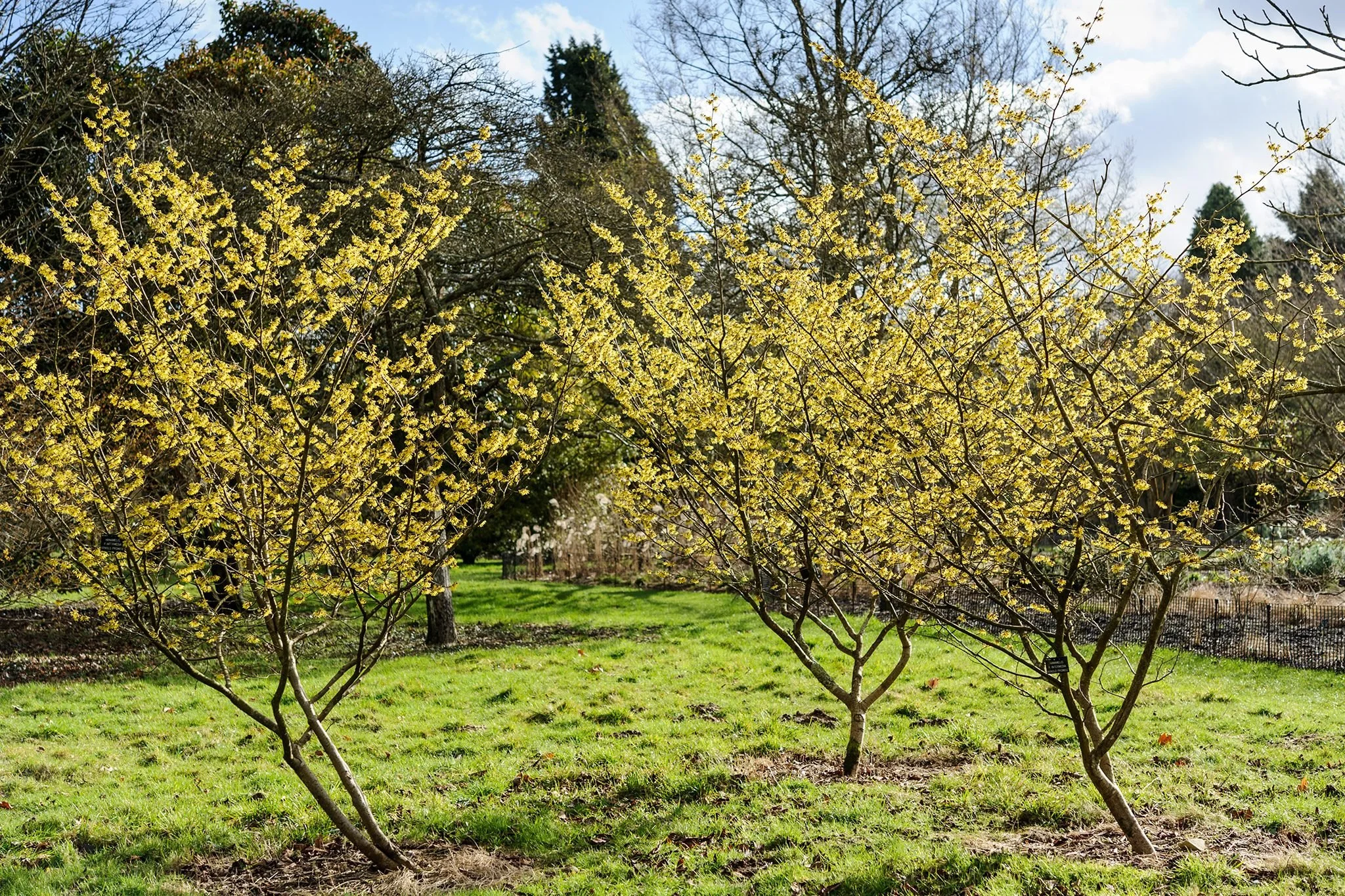 Witch hazel (Hamamelis virginiana)