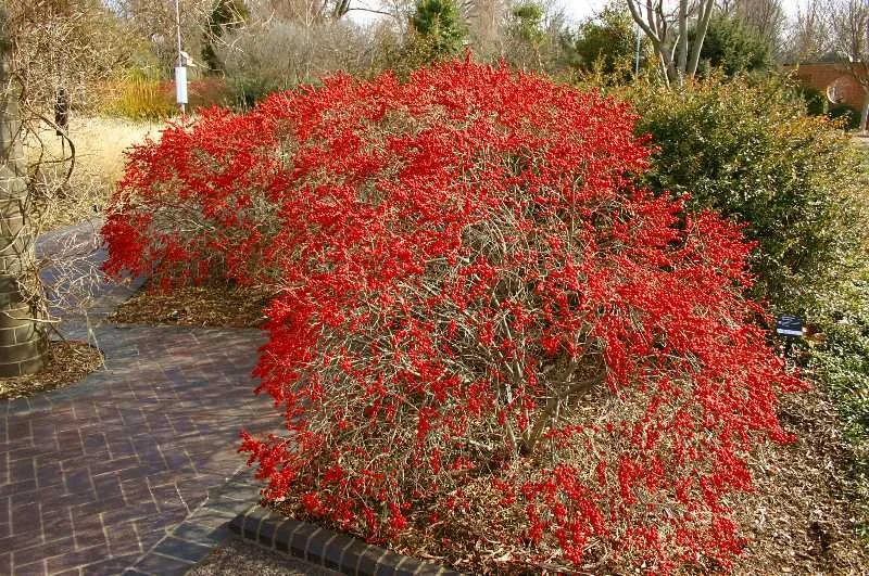 Winterberry (Ilex verticillata)