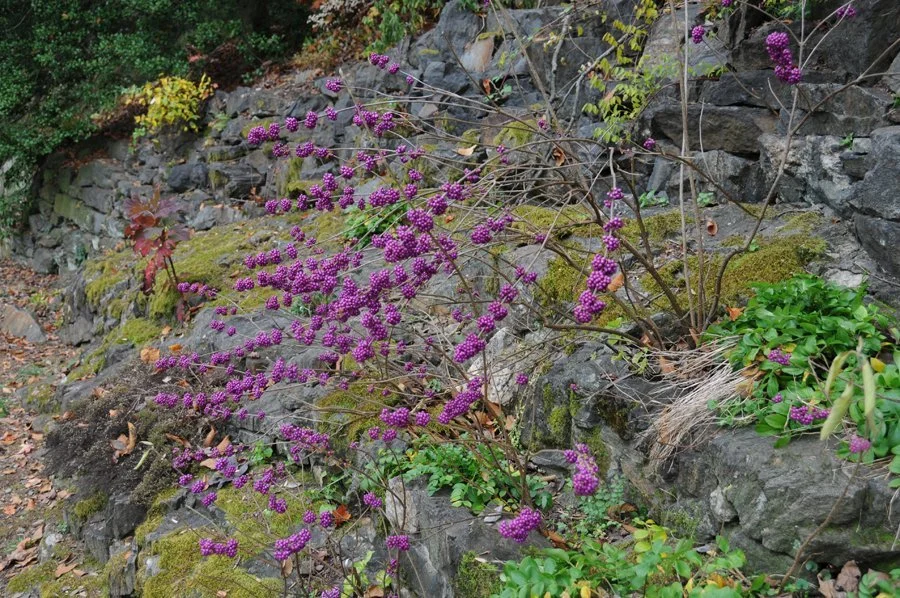 Beautyberry (Callicarpa americana)