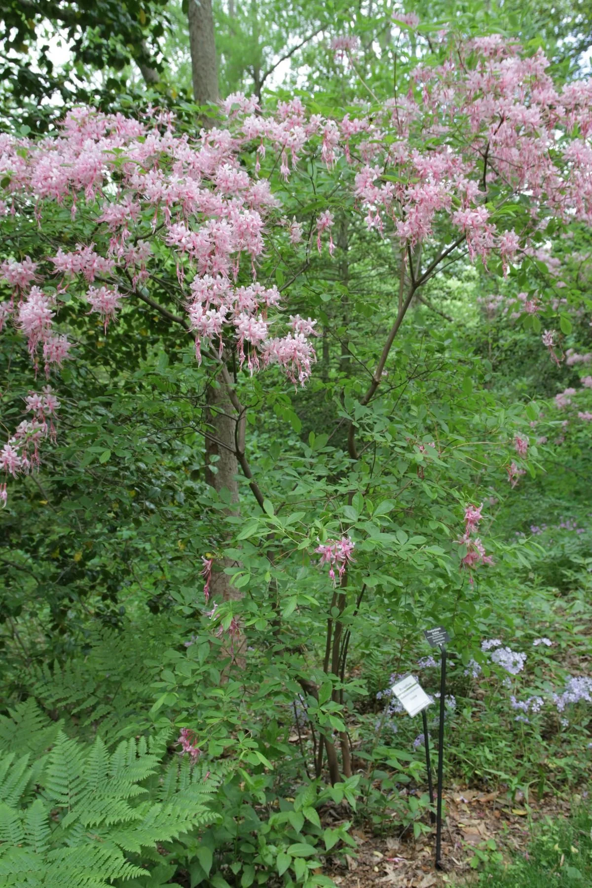Pinxterbloom azalea (Rhododendron periclymenoides)