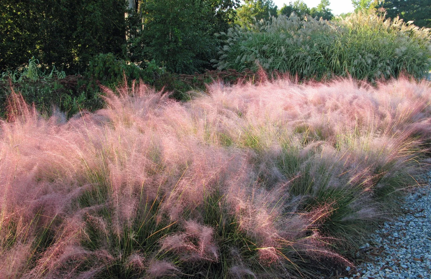 Pink Muhly grass (Muhlenbergia capillaris)