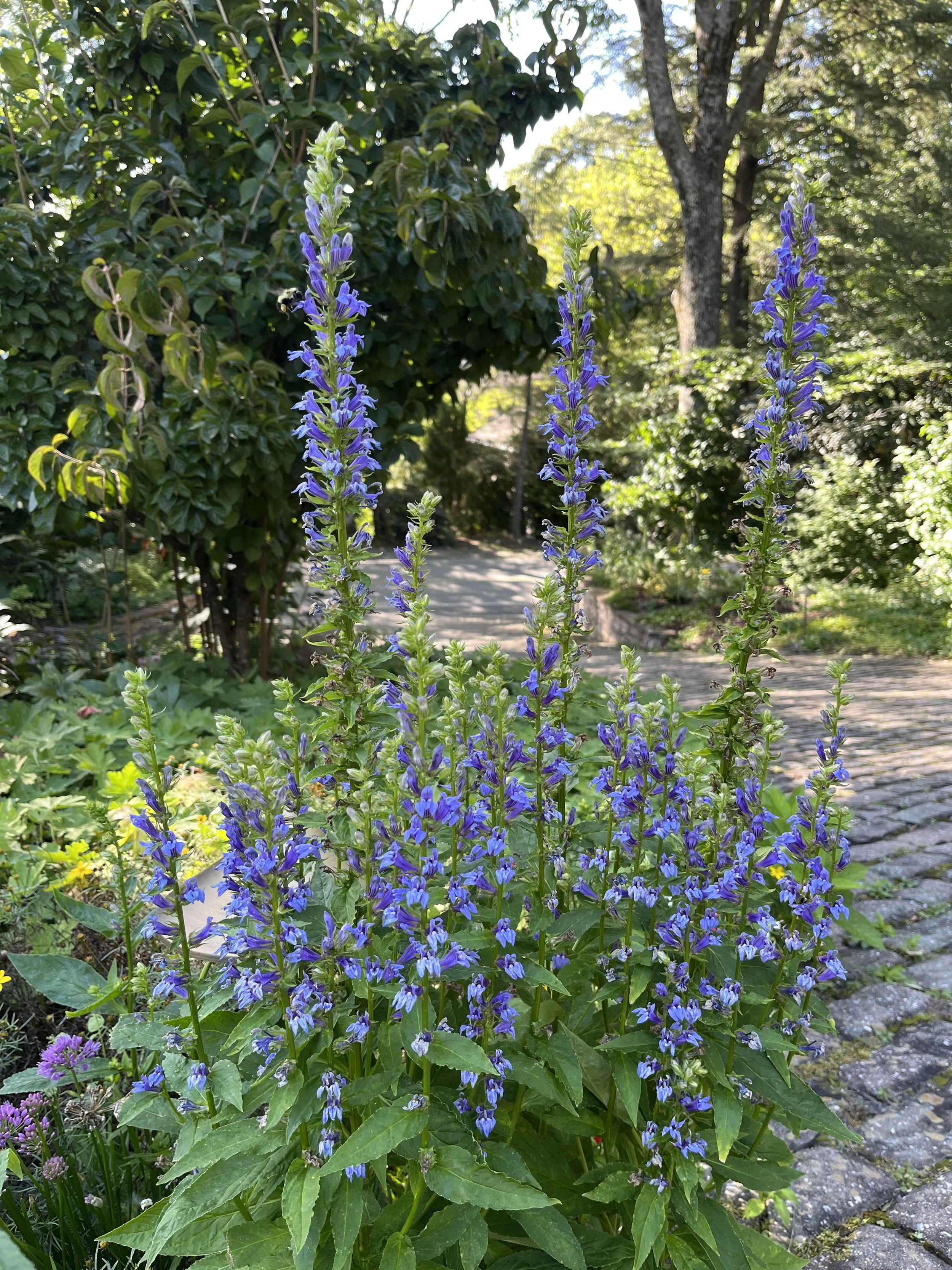 Blue cardinal flower (Lobelia siphilitica)