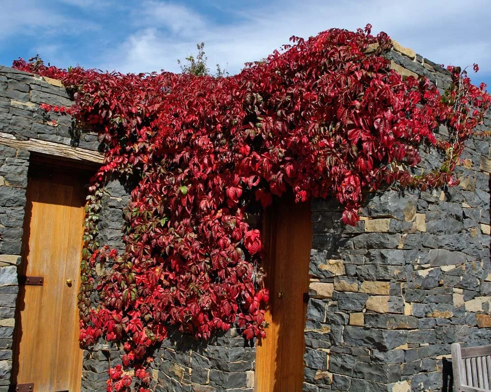 Virginia creeper (Parthenocissus quinquefolia)