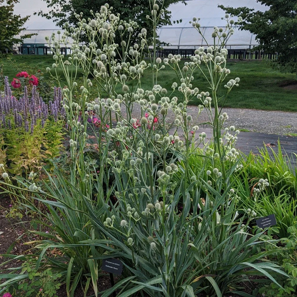 Rattlesnake master (Eryngium yuccifolium)