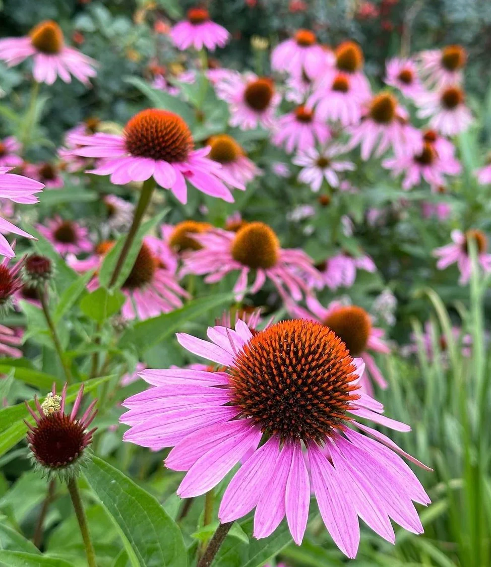 Purple coneflower (Echinacea purpurea)