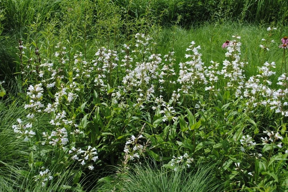 Foxglove beardtongue (Penstemon digitalis)