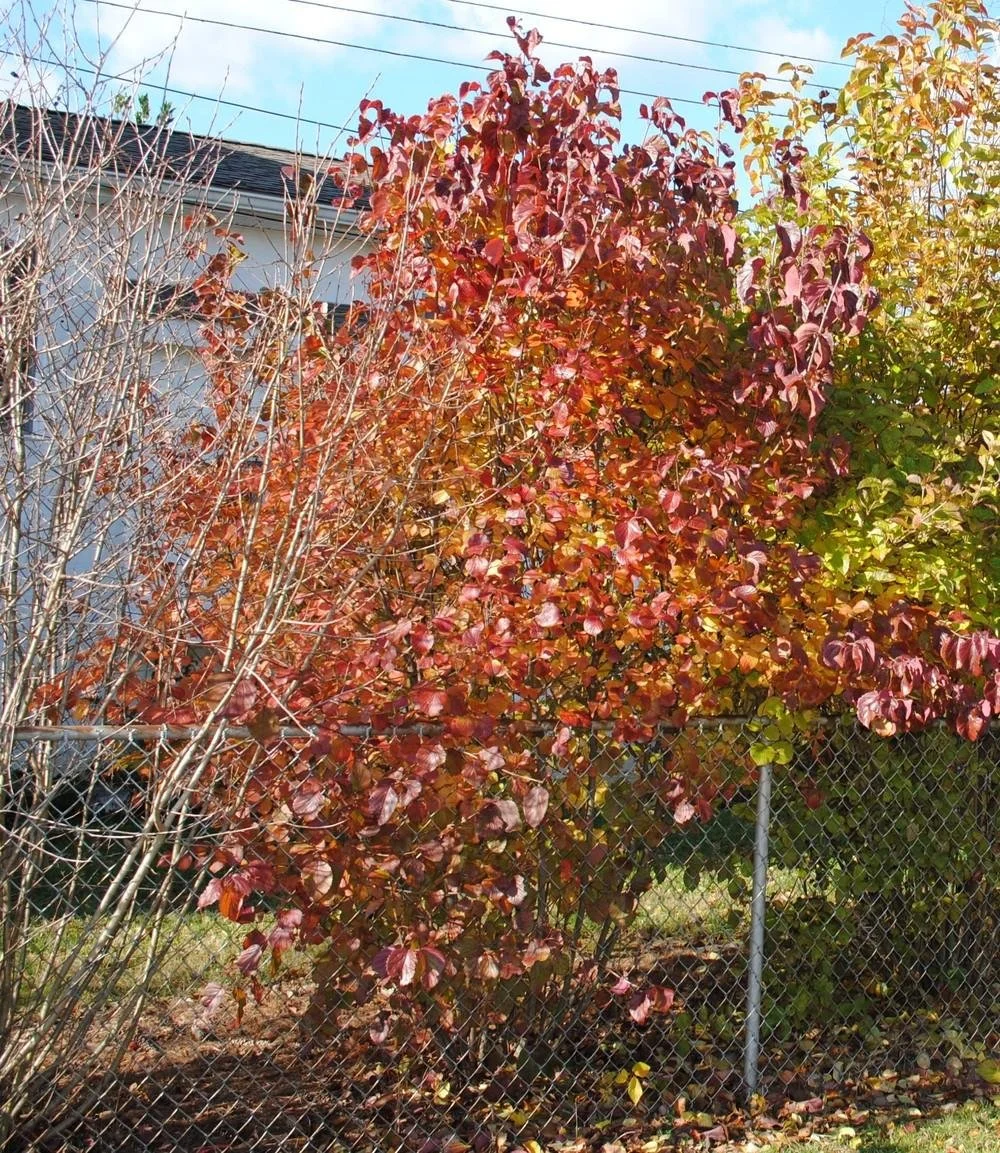 Arrowwood viburnum (Viburnum dentatum)