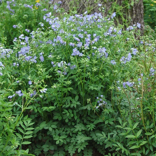 Jacob's ladder (Polemonium reptans)