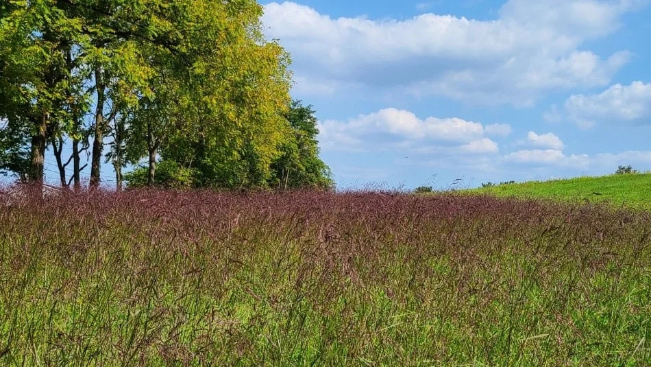 Purpletop (Tridens flavus)