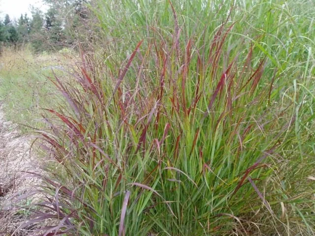 Switchgrass (Panicum virgatum)